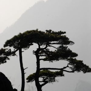 pexels-photo-28887503